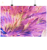 Beta Alanin und L-Glutamin - Poster Din A4 (quer) wioostore.de