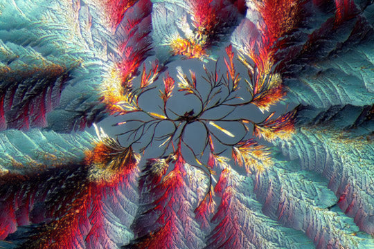 Zimtsäure Mikrokristall-Bild – digitale Mikrofotografie zum Download, hochauflösendes Motiv
