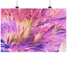 Beta Alanin und L-Glutamin - Poster Din A3 (quer) wioostore.de